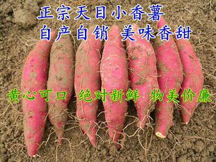 16年新笋临安天目山笋干野生小竹笋春雷干低