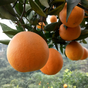 四川特产新鲜水果产地直发金堂橙子一件代发包