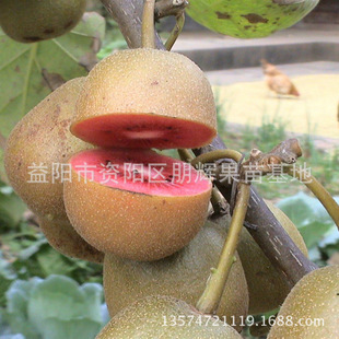 食用胭脂红桃花泪250g湖北随州桃胶天然野生