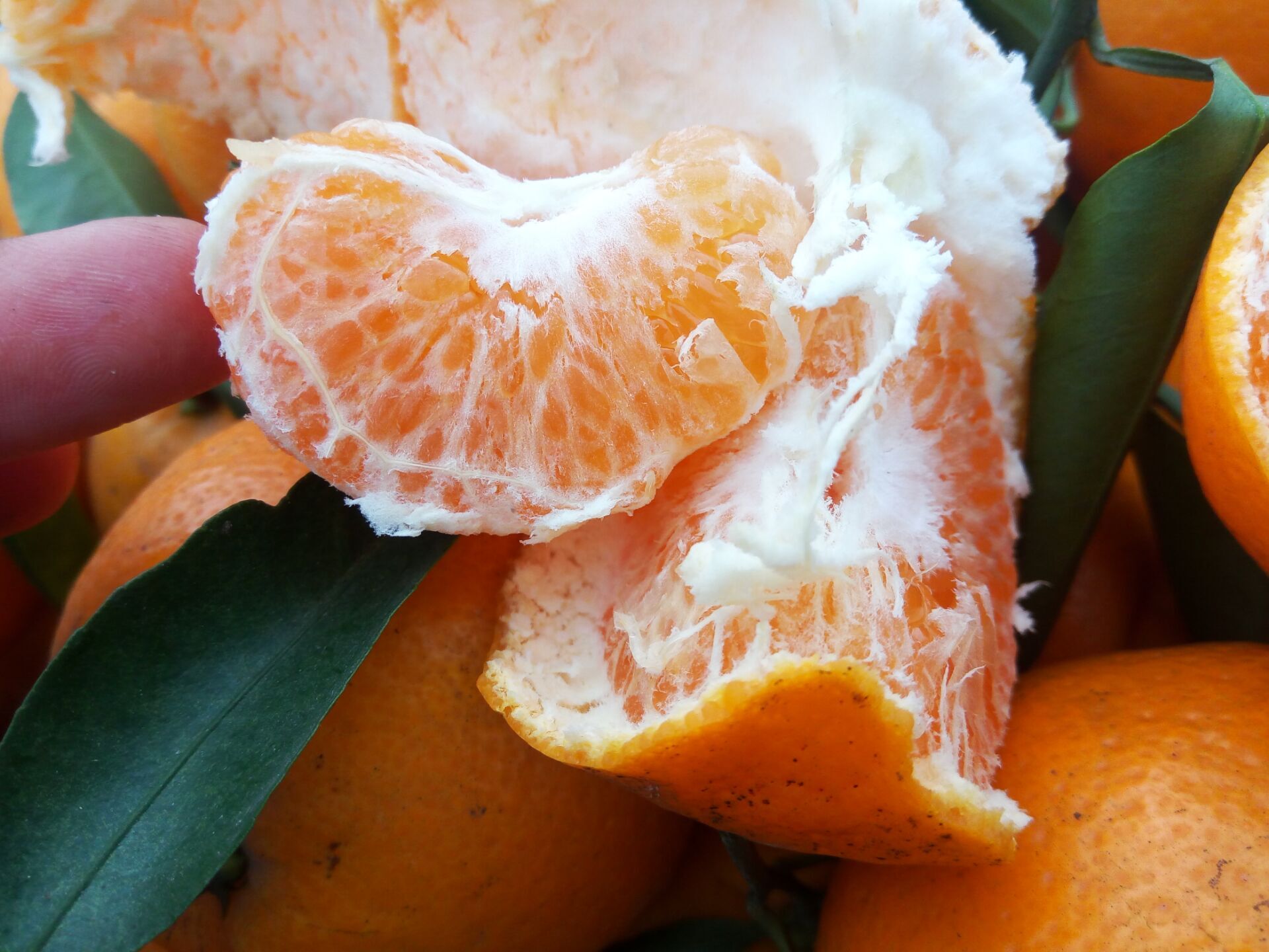 好吃不上火新鲜水果杷杷柑春见蒲江农户自产自