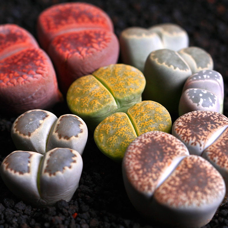 大号多肉植物头石生花屁屁股花群生生石花多肉屁屁花多头-有特价么