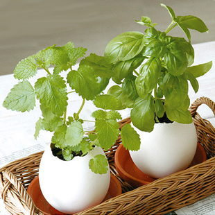 花蛋_花蛋水泡_滑蛋虾仁_礼花蛋_今日特价网