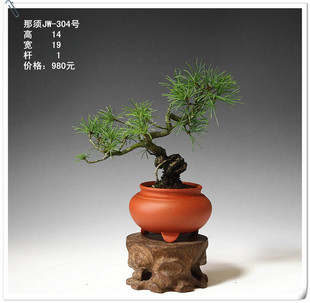 仁亿盆景园盆养多年金豆盆景本土山采金豆盆景