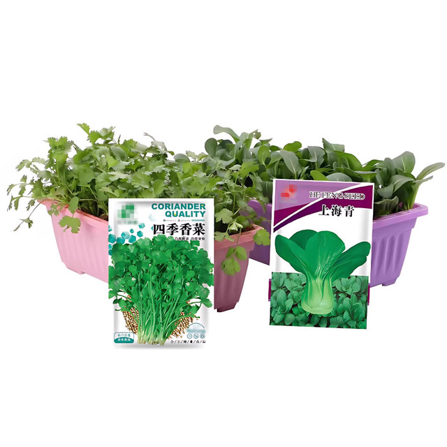 Vegetable seeds, coriander, tomato, pepper, spinach, cucumber, rapeseed, lettuce, radish and cabbage, sowing seeds in all seasons Vegetable seeds, coriander, tomato, pepper, spinach, cucumber, rapeseed, lettuce, radish and cabbage, sowing seeds in all seasons