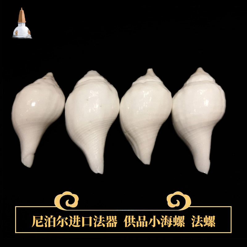 Buddhist supplies Buddhist temple for wearing wearing pieces Nepali white conch right-hand screw Buddha method left-handed supply screw