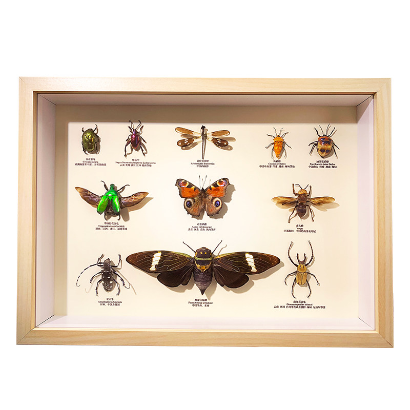 シンガポール 蝶標本 壁掛け用 シンガポール 蝶標本 壁掛け用