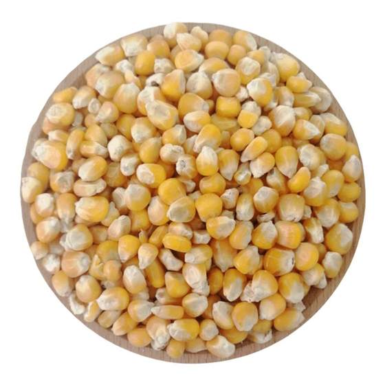 20*0.5kg corn kernels dried corn seeds chicken duck geese bird feed pigeon grain small corn grains feed pigeon grain bulk free shipping
20*0.5kg corn kernels dried corn seeds chicken duck geese bird feed pigeon grain small corn grains feed pigeon grain bulk free shipping
