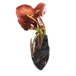 True aquatic plant background red lotus root live lazy person negative True aquatic plant background red lotus root live lazy person negative