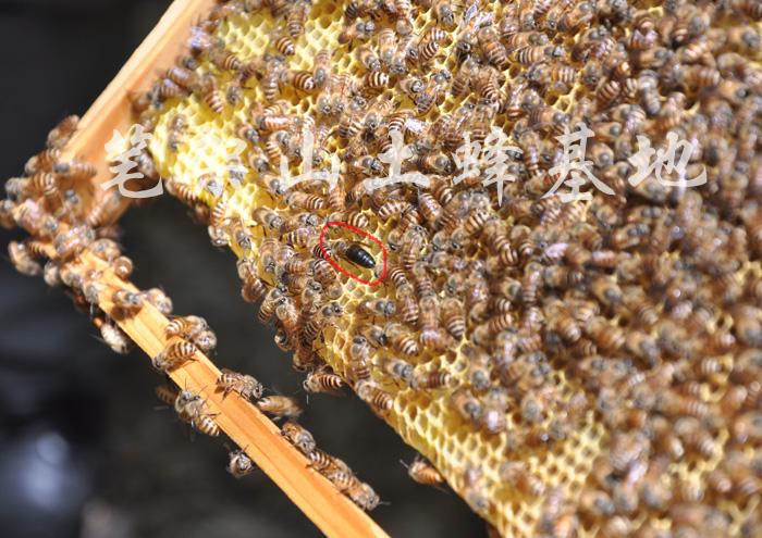 中蜂蜂王 中华蜜蜂蜂王 中蜂王土蜂 选育高产种蜂王 中蜂群 1