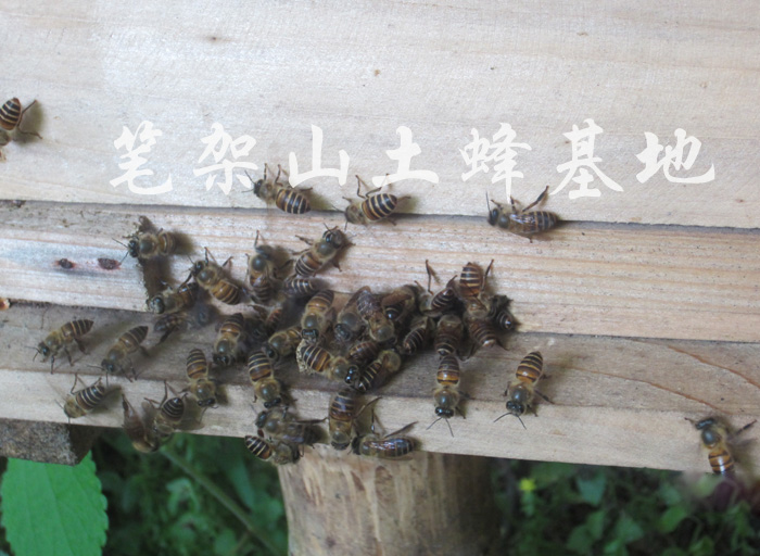 中蜂蜂王 中华蜜蜂蜂王 中蜂王土蜂 选育高产种蜂王 中蜂群 7