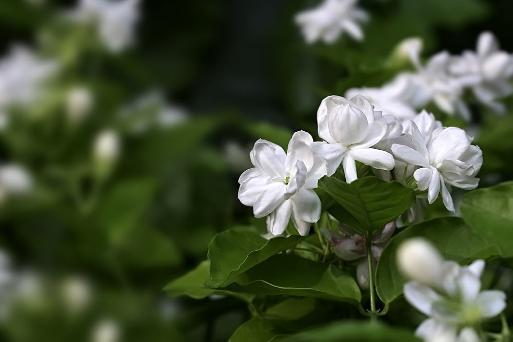 养在阳台上, 满屋子都飘香的花卉植物42