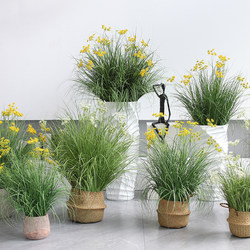 Artificial Greenery, Baby's Breath Grass, Nordic Style, ins Trendy Artificial Plants for Indoor Living Room, Shop Window Display, and Corner Decoration Artificial Greenery, Baby's Breath Grass, Nordic Style, ins Trendy Artificial Plants for Indoor Living Room, Shop Window Display, and Corner Decoration