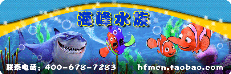 海水鱼 活体 批发 饲料 海水鱼 观赏鱼 小丑鱼 -澳洲金双带小丑鱼