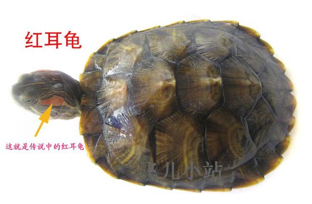 小乌龟 巴西彩龟 活体宠物龟 观赏红耳龟水龟 11--12厘米一对包邮