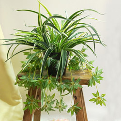 Artificial Green Plant Potted Green Radish and Spider Plant Plastic Fake Flower Bonsai Balcony Living Room Decoration Floor-Standing Ornament Floral Art Artificial Green Plant Potted Green Radish and Spider Plant Plastic Fake Flower Bonsai Balcony Living Room Decoration Floor-Standing Ornament Floral Art