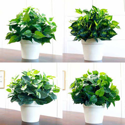 Artificial Green Radish Plastic Potted Plant, Artificial Plant Indoor Decoration Bonsai, Fake Flowers and Plants, Fake Green Plants, Green Radish Set Decoration Artificial Green Radish Plastic Potted Plant, Artificial Plant Indoor Decoration Bonsai, Fake Flowers and Plants, Fake Green Plants, Green Radish Set Decoration