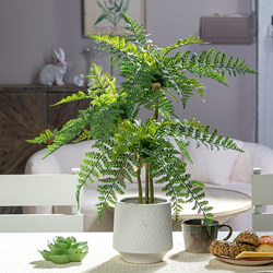 High-End Small Potted Fern Artificial Plant Green Home Decoration Indoor Living Room Desktop Bionic Fake Green Plant Decoration High-End Small Potted Fern Artificial Plant Green Home Decoration Indoor Living Room Desktop Bionic Fake Green Plant Decoration