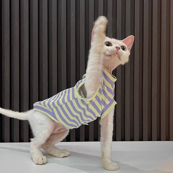 Hairless Cat Clothes Devins Phinx Striped Air Conditioning Clothes Anti-Shedding Breathable High-Elastic Vest 
Hairless Cat Clothes Devins Phinx Striped Air Conditioning Clothes Anti-Shedding Breathable High-Elastic Vest