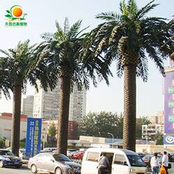 Tiankun simulated date palm tree playground street large fake plant landscaping artificial large tree flame retardant fake seaweed tree Tiankun simulated date palm tree playground street large fake plant landscaping artificial large tree flame retardant fake seaweed tree