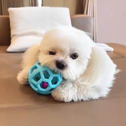 Dog Toy Ball with Hollow Bell, Sound-Making, Bite-Resistant, Teeth-Grinding, for Puppies, Teddy, Maltese, Small Dogs, Energy-Consuming Dog Toy Ball with Hollow Bell, Sound-Making, Bite-Resistant, Teeth-Grinding, for Puppies, Teddy, Maltese, Small Dogs, Energy-Consuming