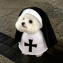 Dog nun clothes cat cross-dressing funny COS Dog nun clothes cat cross-dressing funny COS