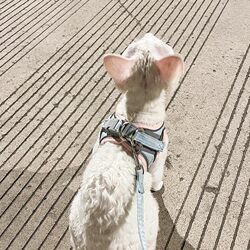 Traction rope, cat clothes, cat vest, baby bag, pet anti-escaping artifact, small dog when going out for a walk Traction rope, cat clothes, cat vest, baby bag, pet anti-escaping artifact, small dog when going out for a walk