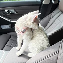Traction rope, cat clothes, cat vest, baby bag, pet anti-escaping artifact, small dog when going out for a walk Traction rope, cat clothes, cat vest, baby bag, pet anti-escaping artifact, small dog when going out for a walk