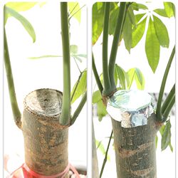 Tin foil bonsai tree wound healing tin foil plant pruning sealing antiseptic artificial bark coating fruit tree Tin foil bonsai tree wound healing tin foil plant pruning sealing antiseptic artificial bark coating fruit tree