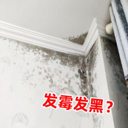 Wall Damp and Dark Mold-proof Mildew Removal Black Ceiling Renovation Basement Tile White Wall For Home Material Wall Damp and Dark Mold-proof Mildew Removal Black Ceiling Renovation Basement Tile White Wall For Home Material