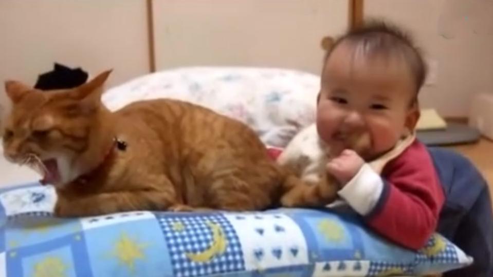 宝宝咬了猫咪一口，猫咪的反应暖哭众人