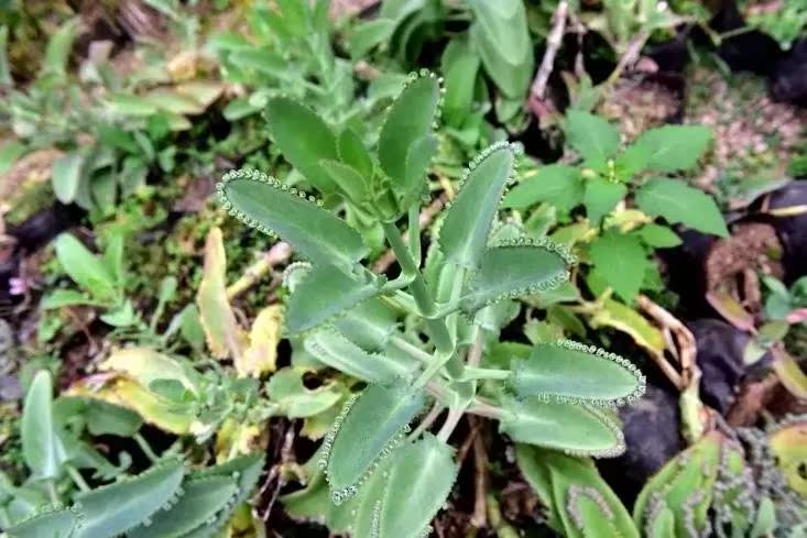 植物如何"生儿育女"?