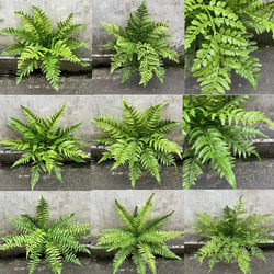 New Outdoor Sun Protection and Uv Protection Artificial Green Plants, Including Persian Grass, Ferns, and Rainforest Plants New Outdoor Sun Protection and Uv Protection Artificial Green Plants, Including Persian Grass, Ferns, and Rainforest Plants