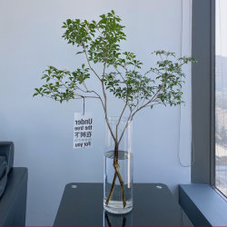 Glass Vase for 30 Stems of Rich Green Bamboo, 50 Fresh Cut Branches of Snow Willow, 40 Dried Branches of Snow Willow Glass Vase for 30 Stems of Rich Green Bamboo, 50 Fresh Cut Branches of Snow Willow, 40 Dried Branches of Snow Willow