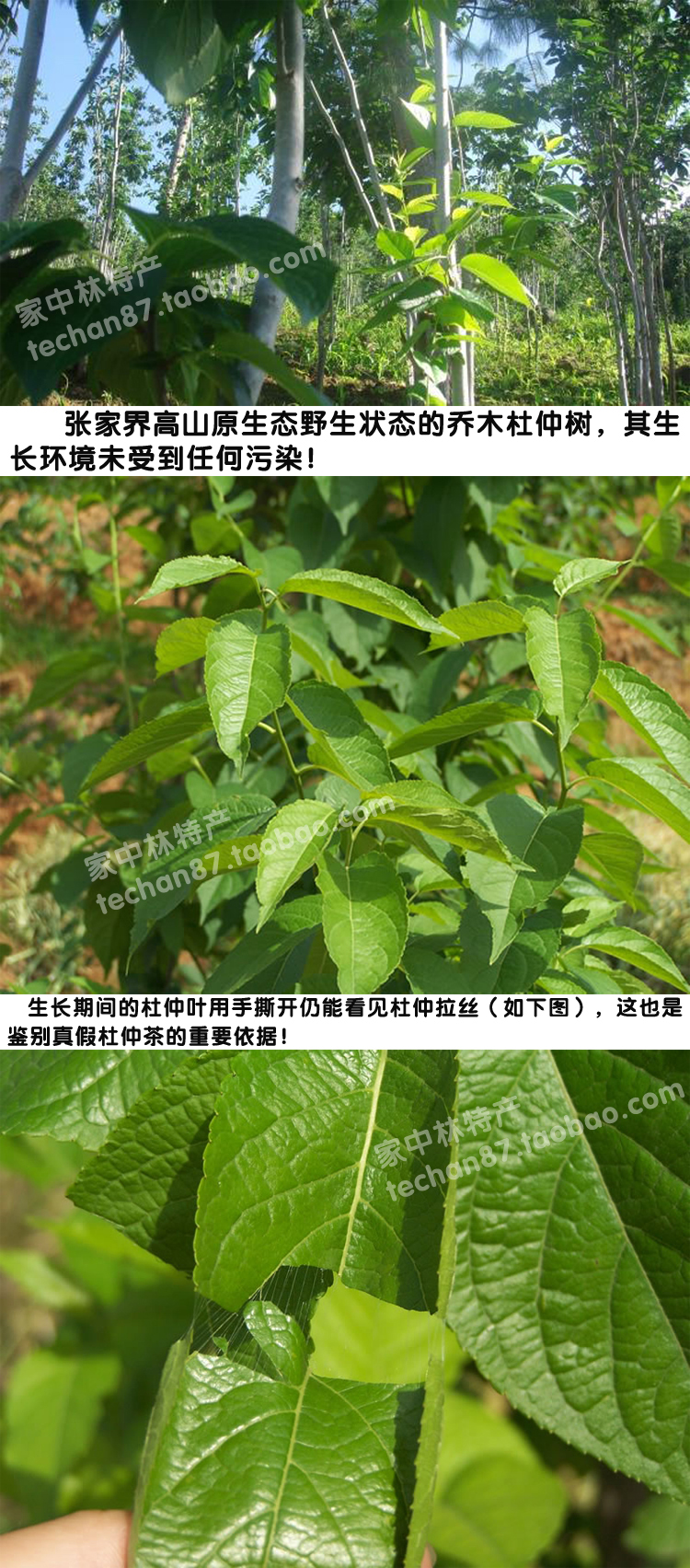 新茶张家界纯野生杜仲茶极品嫩叶 正品 杜仲降压茶 降