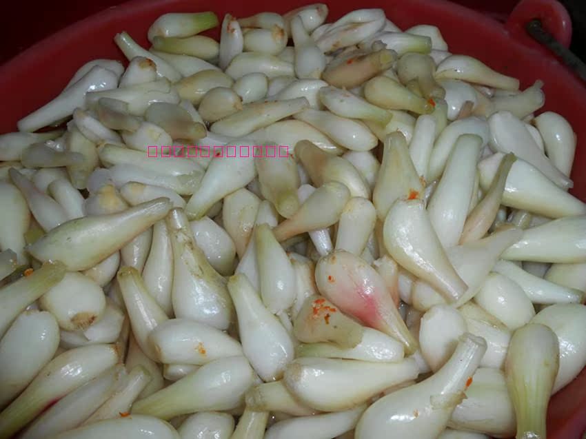 葱籽怕陈吗,去年的葱籽今年能种吗