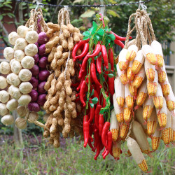 Simulated Corn Skewers Hanging Ornaments, Fruit and Vegetable Farmhouse Decorations, Fake Chili Peppers and Garlic Props, Rural Crop Decorations Simulated Corn Skewers Hanging Ornaments, Fruit and Vegetable Farmhouse Decorations, Fake Chili Peppers and Garlic Props, Rural Crop Decorations
