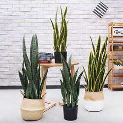 Spot high-quality artificial simulated tiger orchid bonsai decoration simulated plant potted indoor living room floor-standing green gardening Spot high-quality artificial simulated tiger orchid bonsai decoration simulated plant potted indoor living room floor-standing green gardening