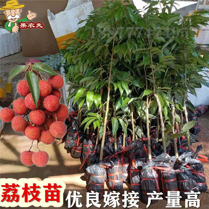 아이스 리치 모종 신품종, 셴진펑 리치 모종, 무씨 리치 모종, 백설탕 리치 모종, 귀웨이 리치 모종-
