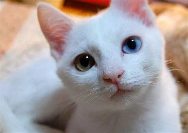除了大白猫常有异瞳,此外波斯猫,泰国御猫,东方短毛猫都容易发生异瞳