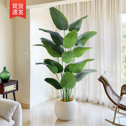 Artificial Traveler's Banana Tree Floor-Standing Potted Plant Indoor Large Bionic Green Plant Ornament Living Room Light Luxury Decorative Flower Fake Tree Artificial Traveler's Banana Tree Floor-Standing Potted Plant Indoor Large Bionic Green Plant Ornament Living Room Light Luxury Decorative Flower Fake Tree