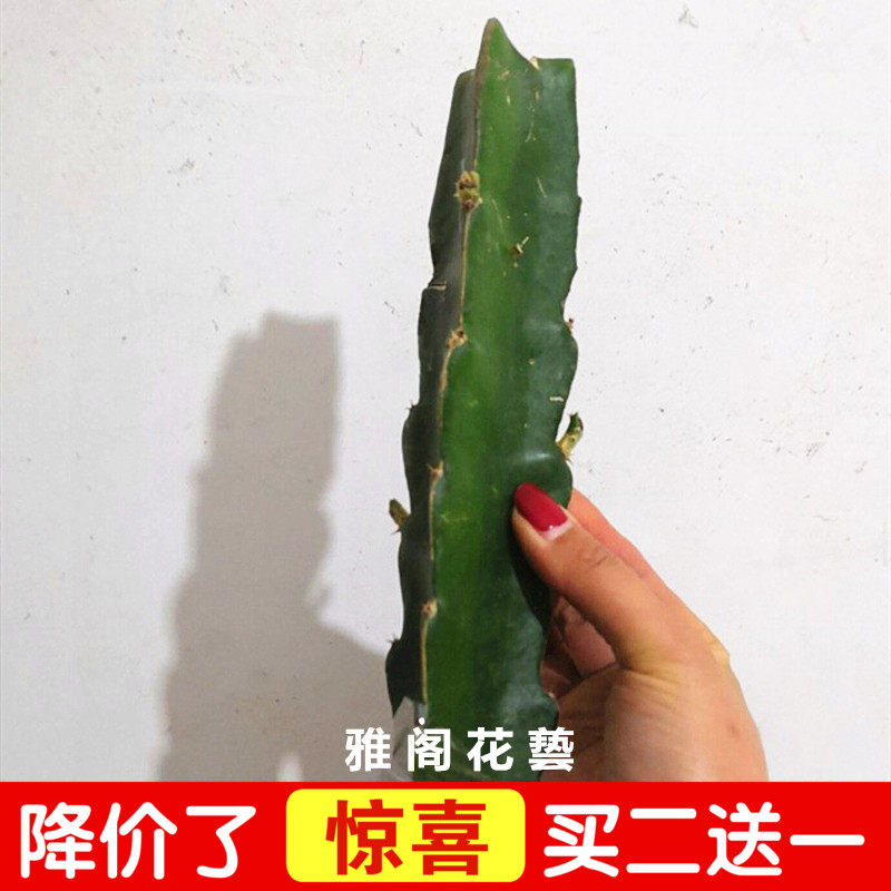 접목된 게 발톱 난초 대목 삼각형 기둥 삼각형 화살 선인장 접목된 게 발톱 난초 화살 연꽃 뿌리 포함 무료 배송.-