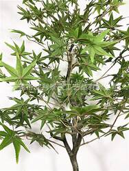 Maple artificial tree artificial large engineering tree plant tree shopping mall hotel scenery decoration tree green plant Maple artificial tree artificial large engineering tree plant tree shopping mall hotel scenery decoration tree green plant