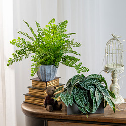 Simulated Green Plants, Fake Floral Arrangements, Small Potted Plants, Office Desks, Indoor Living Room Coffee Tables, Simulated Plant Decorations Simulated Green Plants, Fake Floral Arrangements, Small Potted Plants, Office Desks, Indoor Living Room Coffee Tables, Simulated Plant Decorations