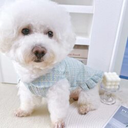 Autumn Pet Dog Small Dog Small Fragrance Style Skirt Autumn Pet Dog Small Dog Small Fragrance Style Skirt