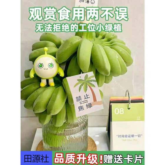 The whole bunch of banana green belt rod hydroponic banana green plants office workstation green plants good luck always accompanied by ordinary free shipping
The whole bunch of banana green belt rod hydroponic banana green plants office workstation green plants good luck always accompanied by ordinary free shipping