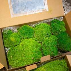 Moss, fake moss, indoor micro-landscape, artificial turf, green plant wall, plant wall greening, decorative moss Moss, fake moss, indoor micro-landscape, artificial turf, green plant wall, plant wall greening, decorative moss