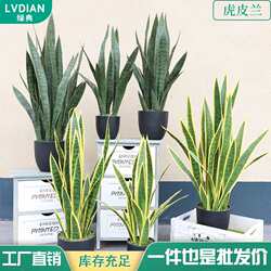 Simulated tiger orchid green plant green plant yellow edge potted artificial fake plant yellow edge tiger orchid Simulated tiger orchid green plant green plant yellow edge potted artificial fake plant yellow edge tiger orchid