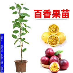 Passion fruit seedlings bear golden fruit in the same year Passion fruit seedlings bear golden fruit in the same year