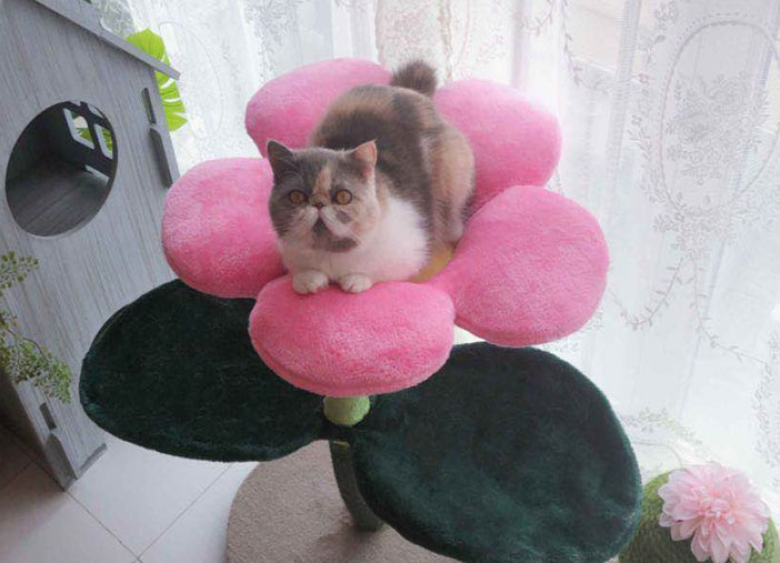 凯瑞 彩色太阳花向日葵猫爬架 凯瑞 彩色太阳花向日葵猫爬架
