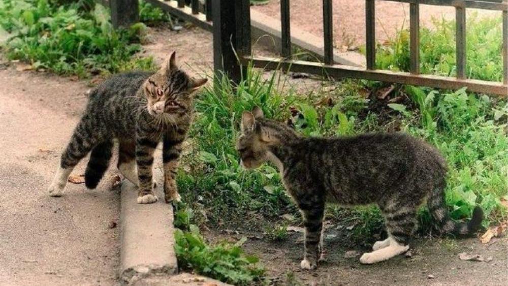 网友街头偶遇流浪猫，其中一只眼神太犀利